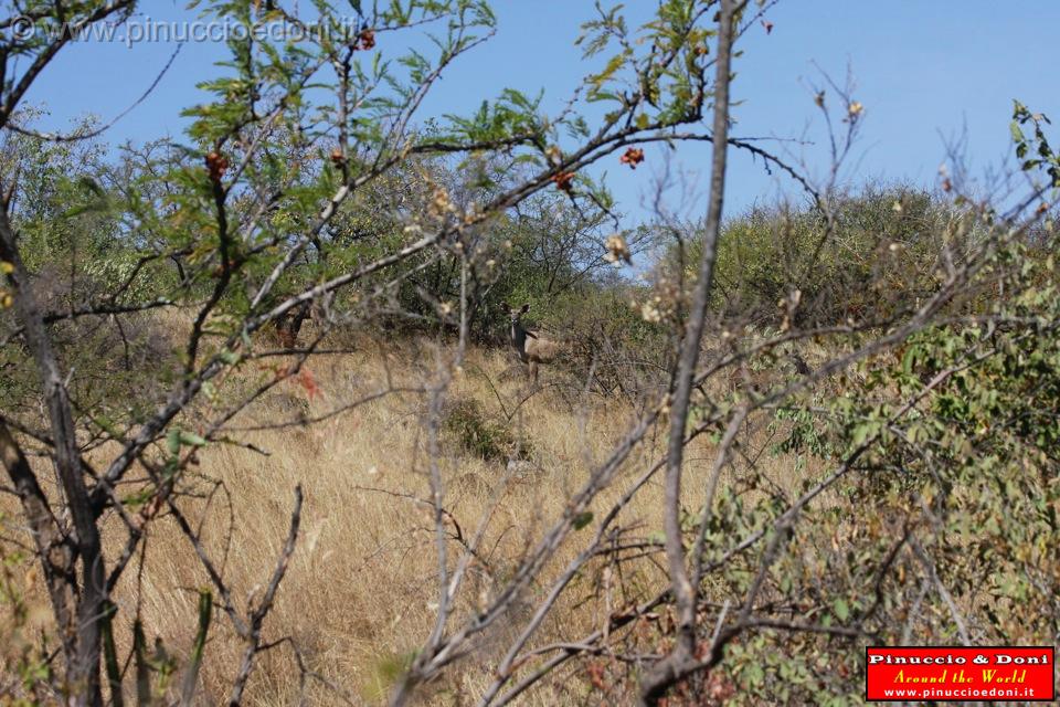 Ethiopia - Netch Sar Park - 96 - Mountain Nyala femmina.jpg